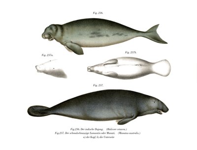 Dugong, 1860 von German School